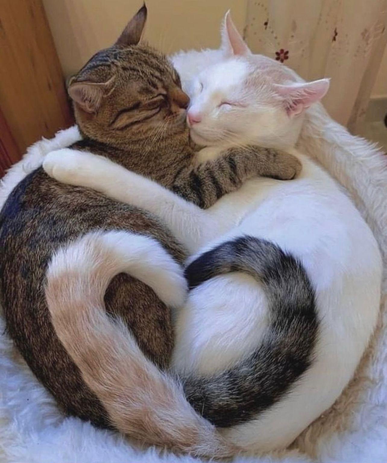 Some very cute young cats cuddling